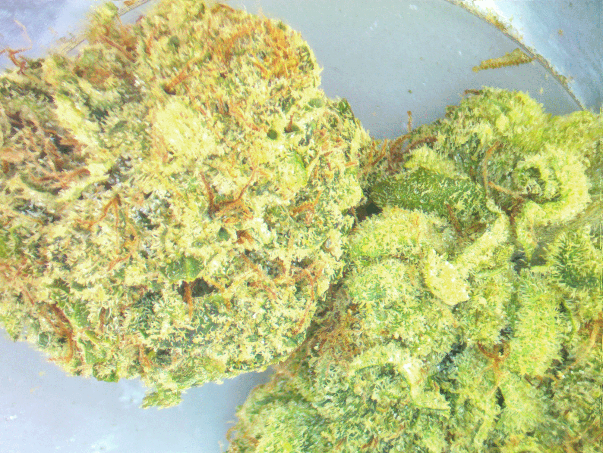 cannabis bud moby dick