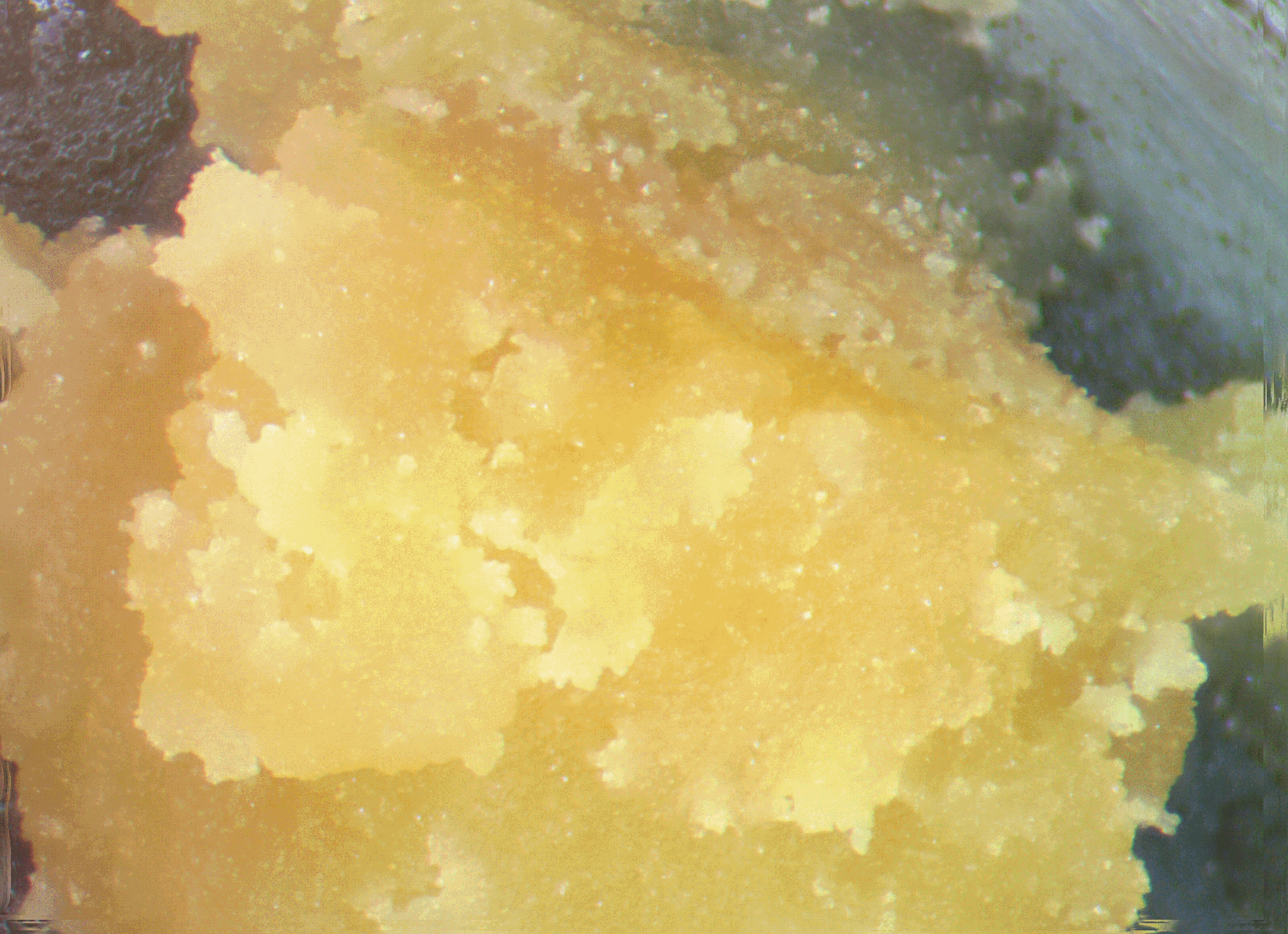 cannabis hash rosin
