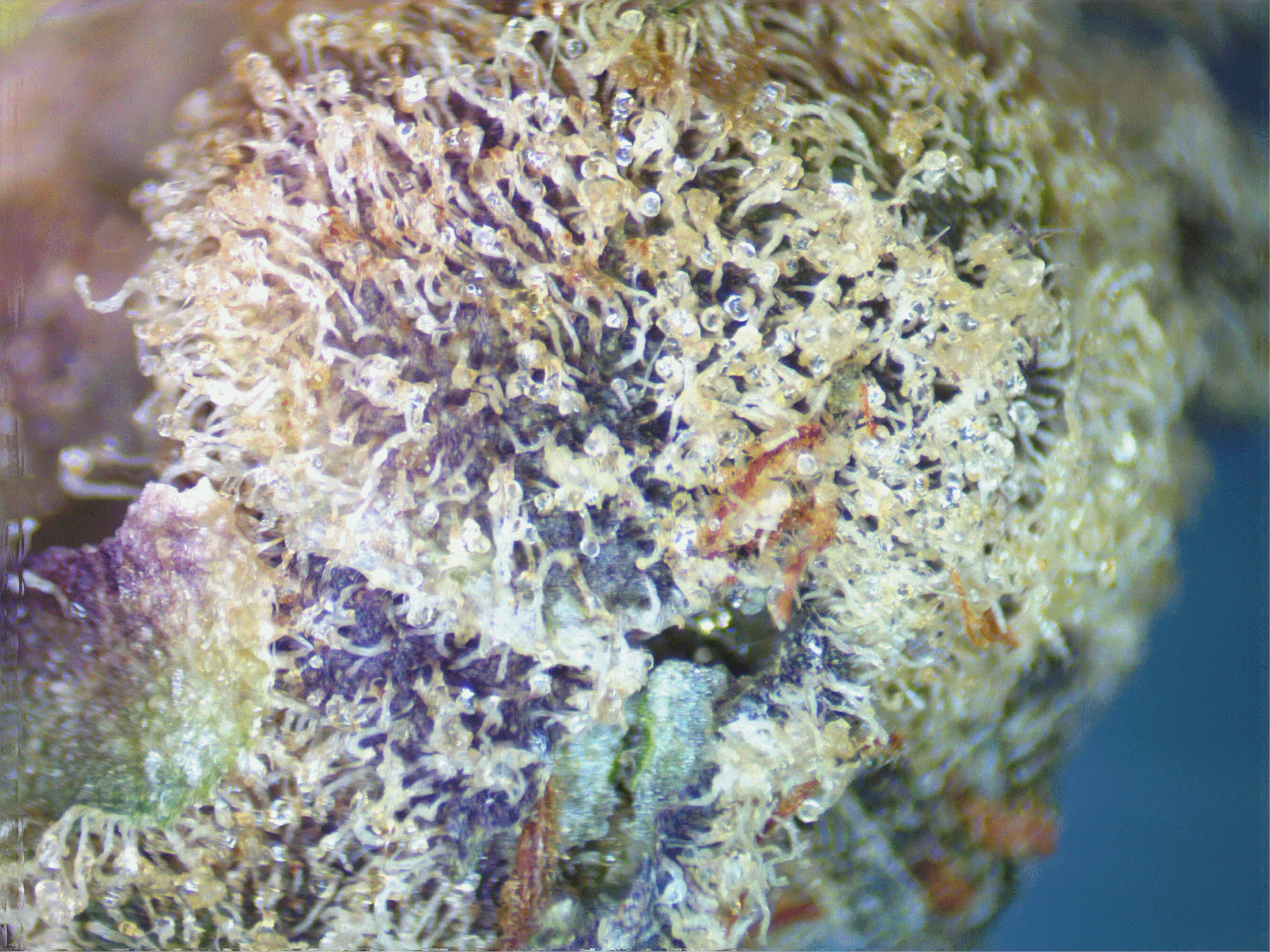 hella jelly bud shot