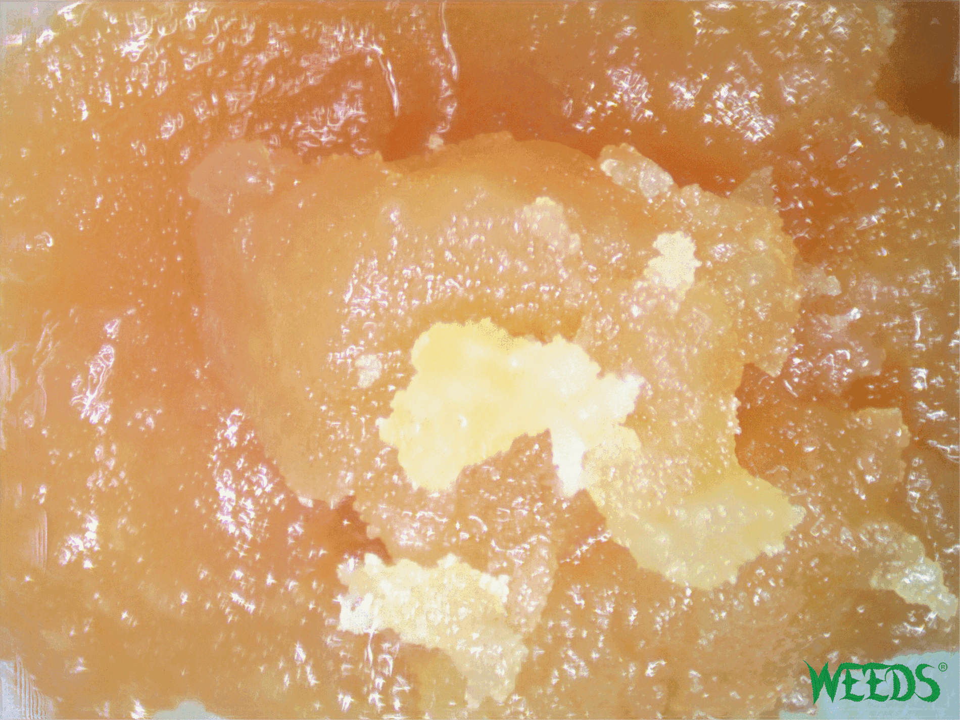 terple hash rosin
