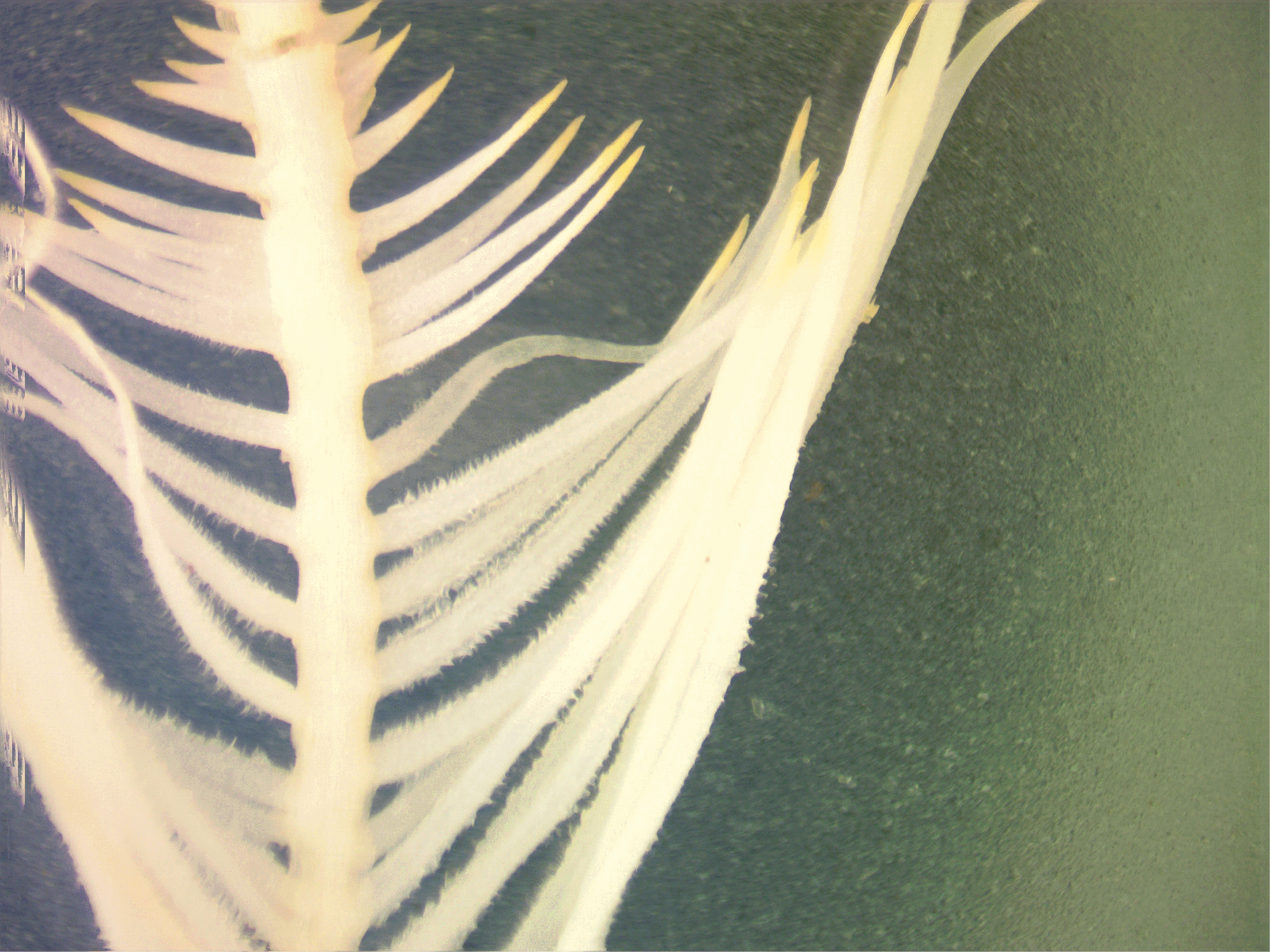 cannabis root 