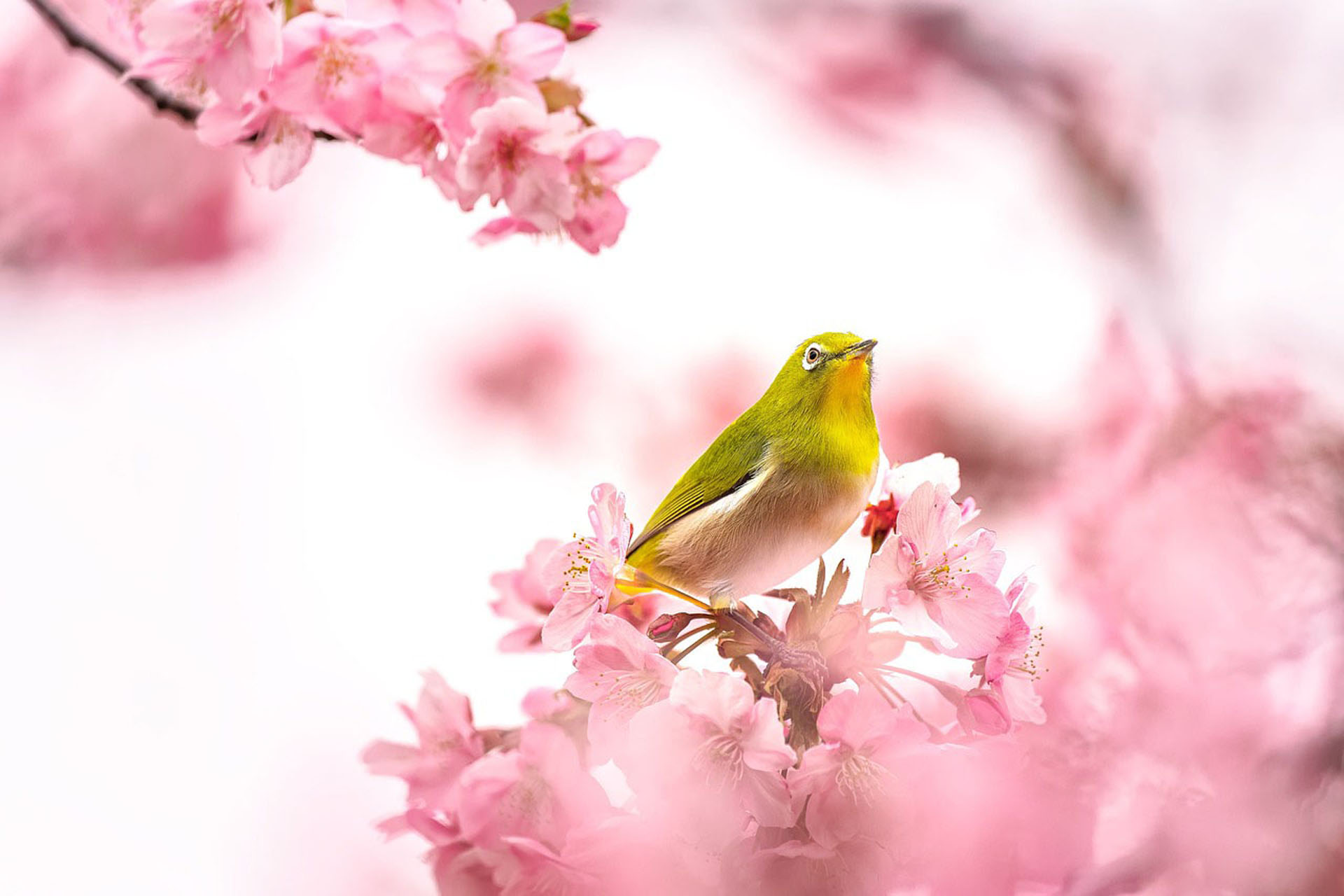 photo Les Quatre Saisons