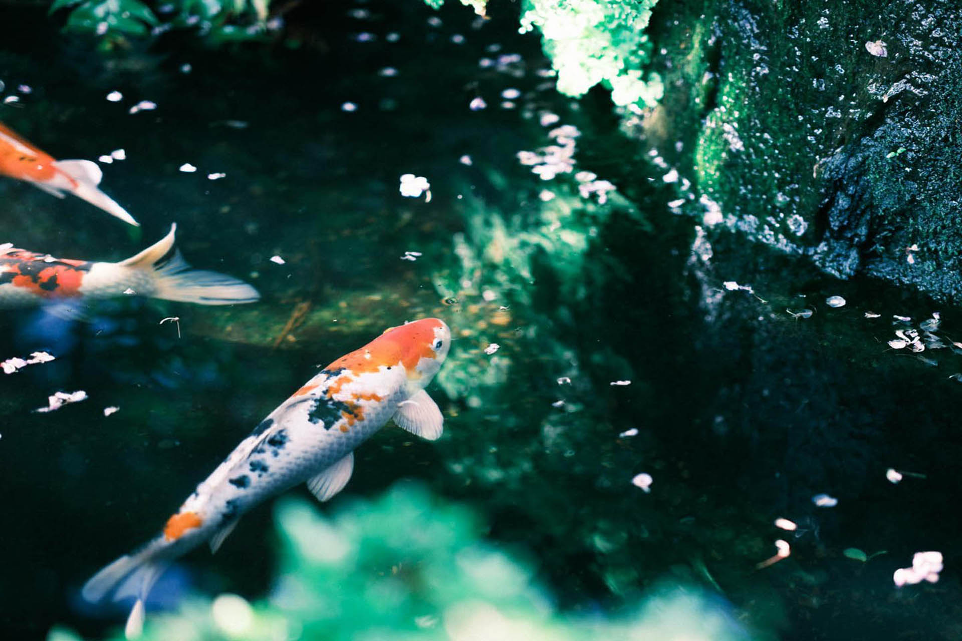 Photo top koi