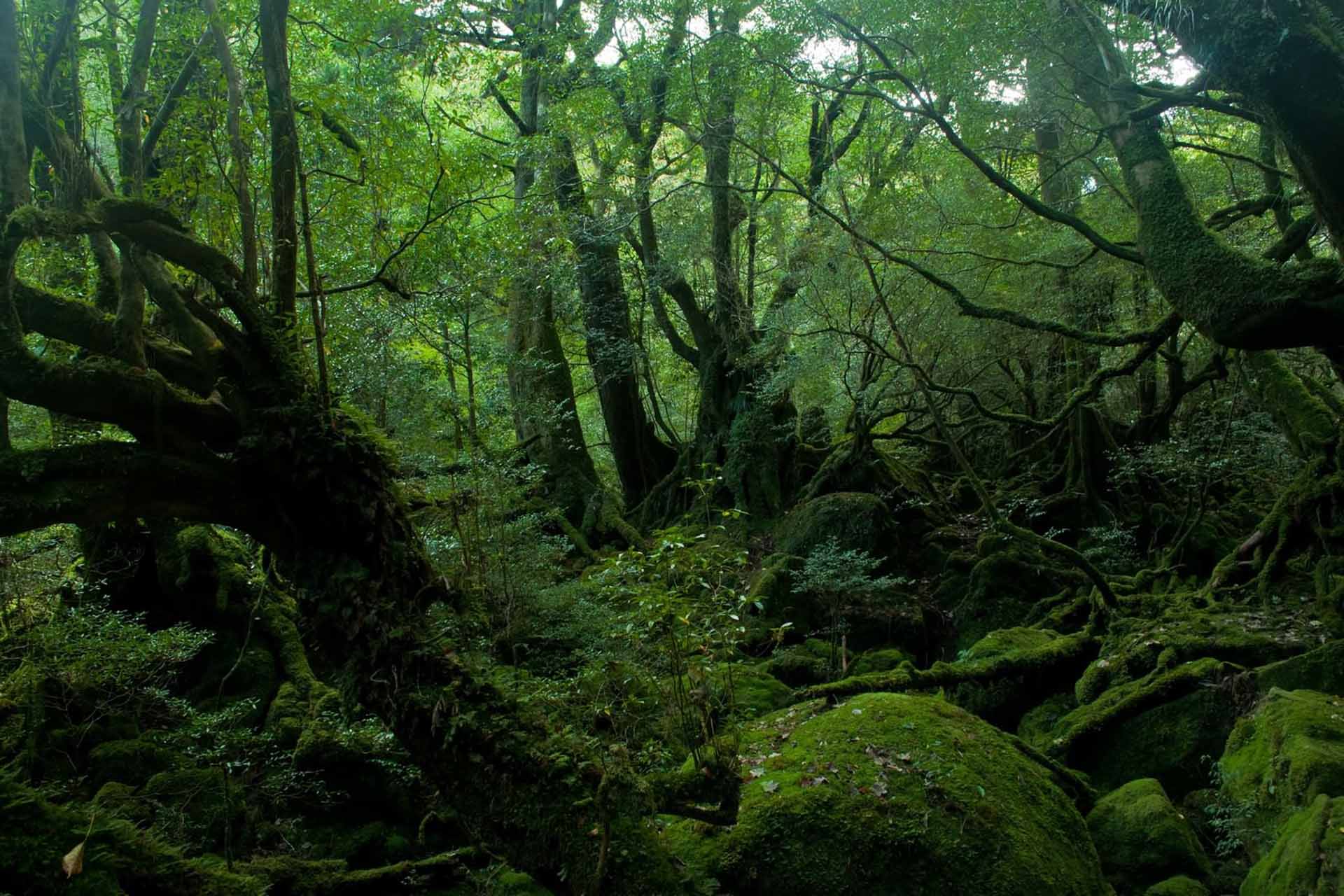 Visite de Yakushima