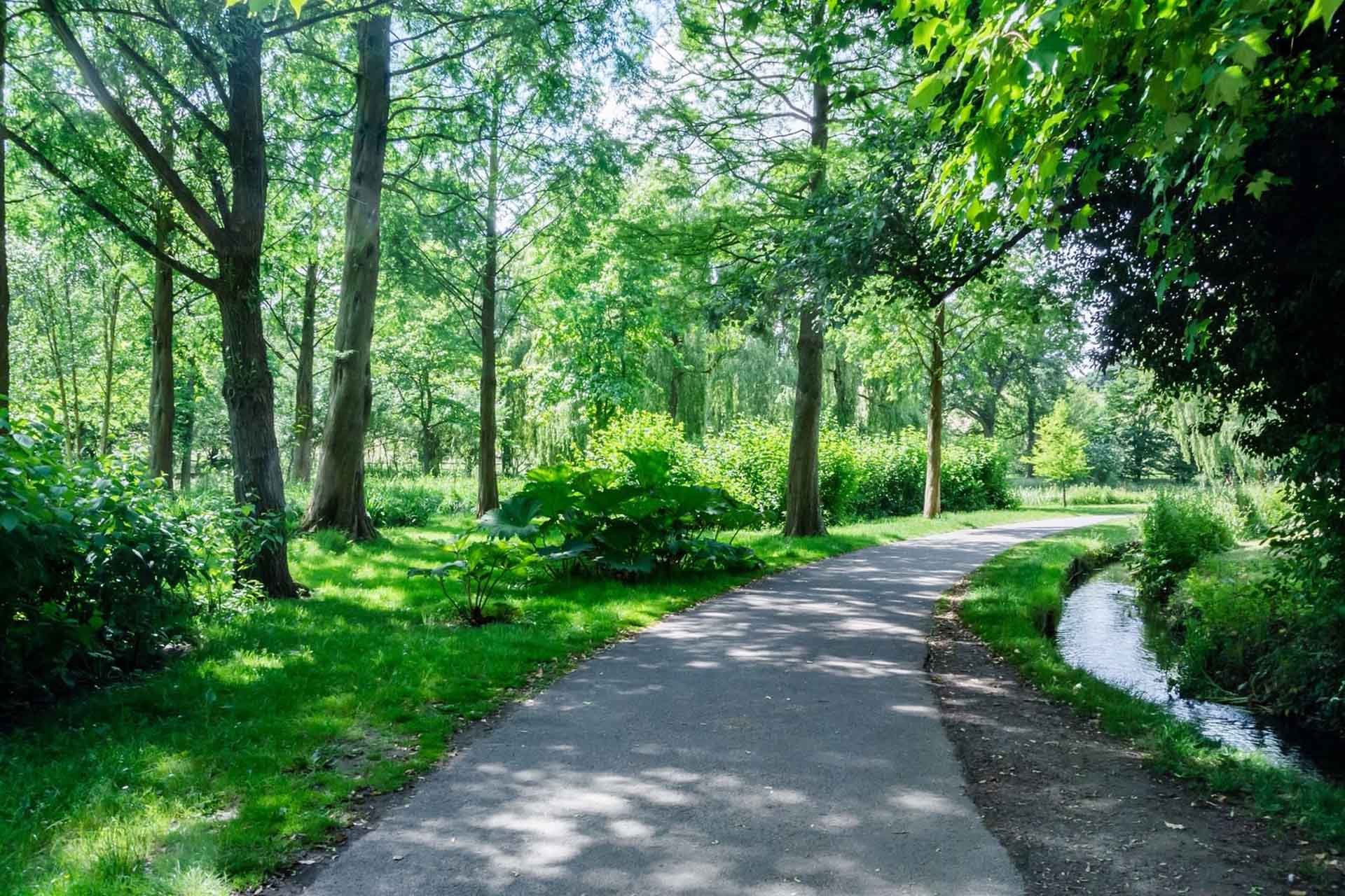 Shinrin-yoku (Bain de forêt)