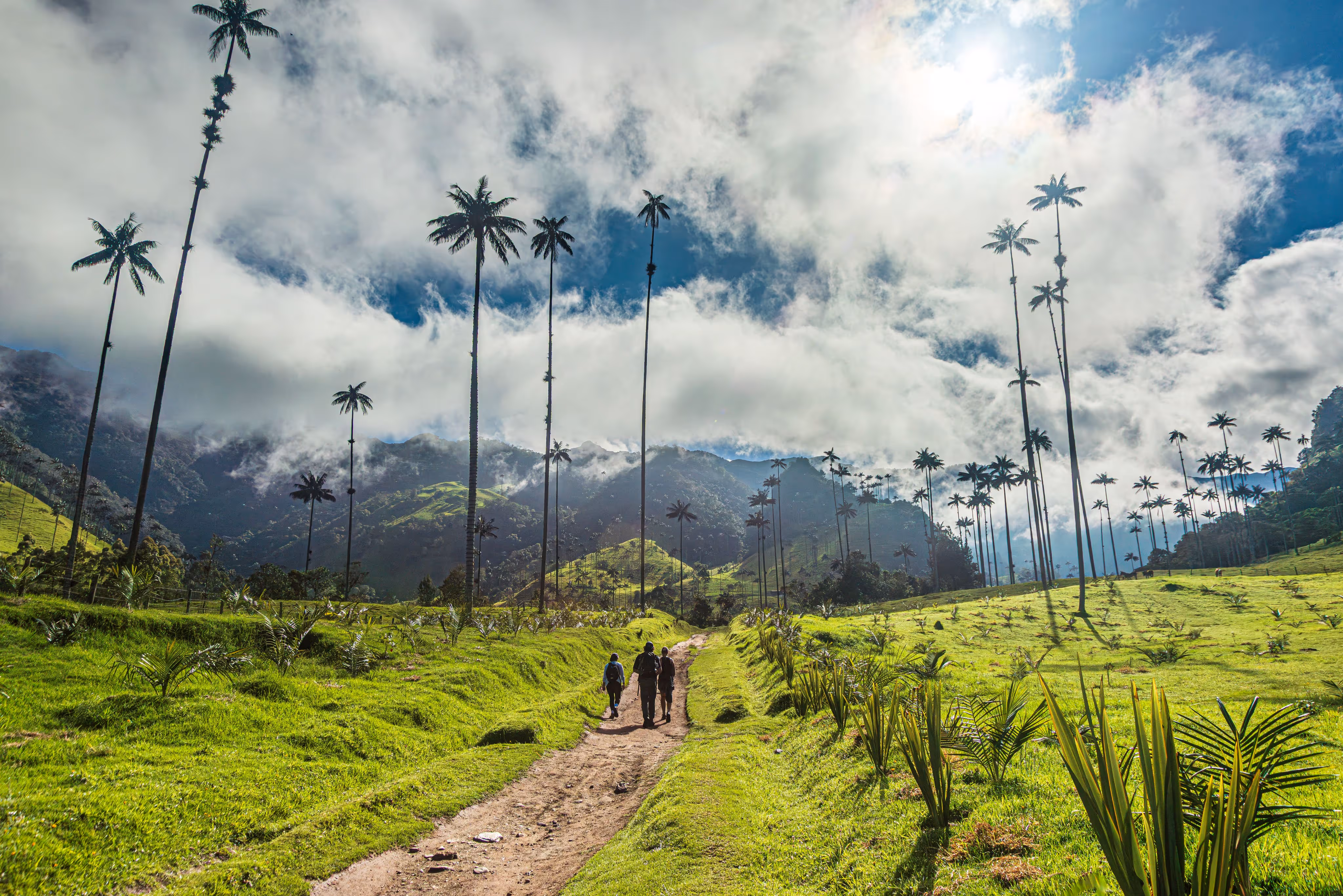 Drei Menschen wandern auf einem schmalen Pfad durch eine grüne Landschaft mit hohen Wachspalmen und Bergen im Hintergrund unter bewölktem Himmel.