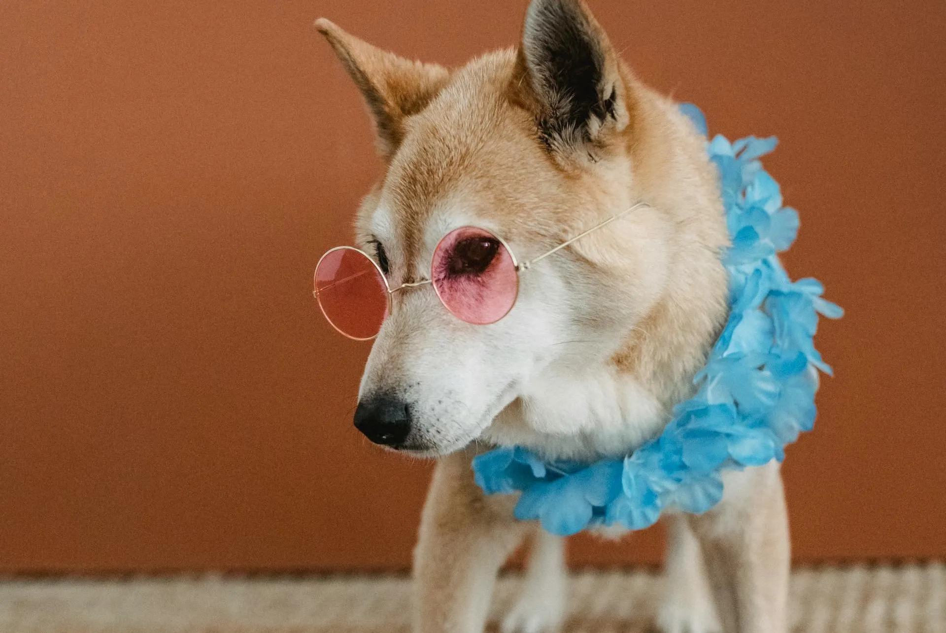 A shiba inu dog AKA Doge wearing pink glasses.