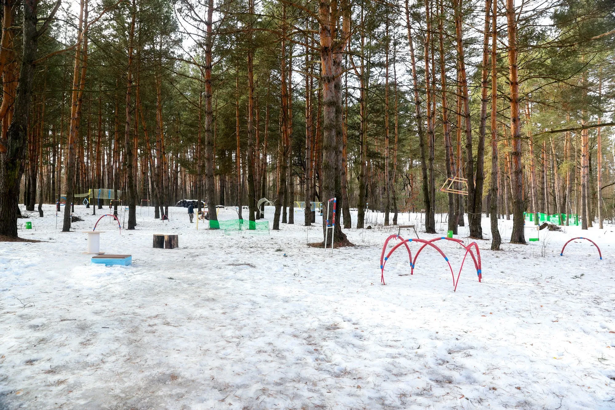 Зимовий парк із сосновим лісом і спеціальними перешкодами для тренувань собак на снігу.