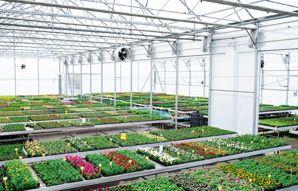 indoor produce greenhouse