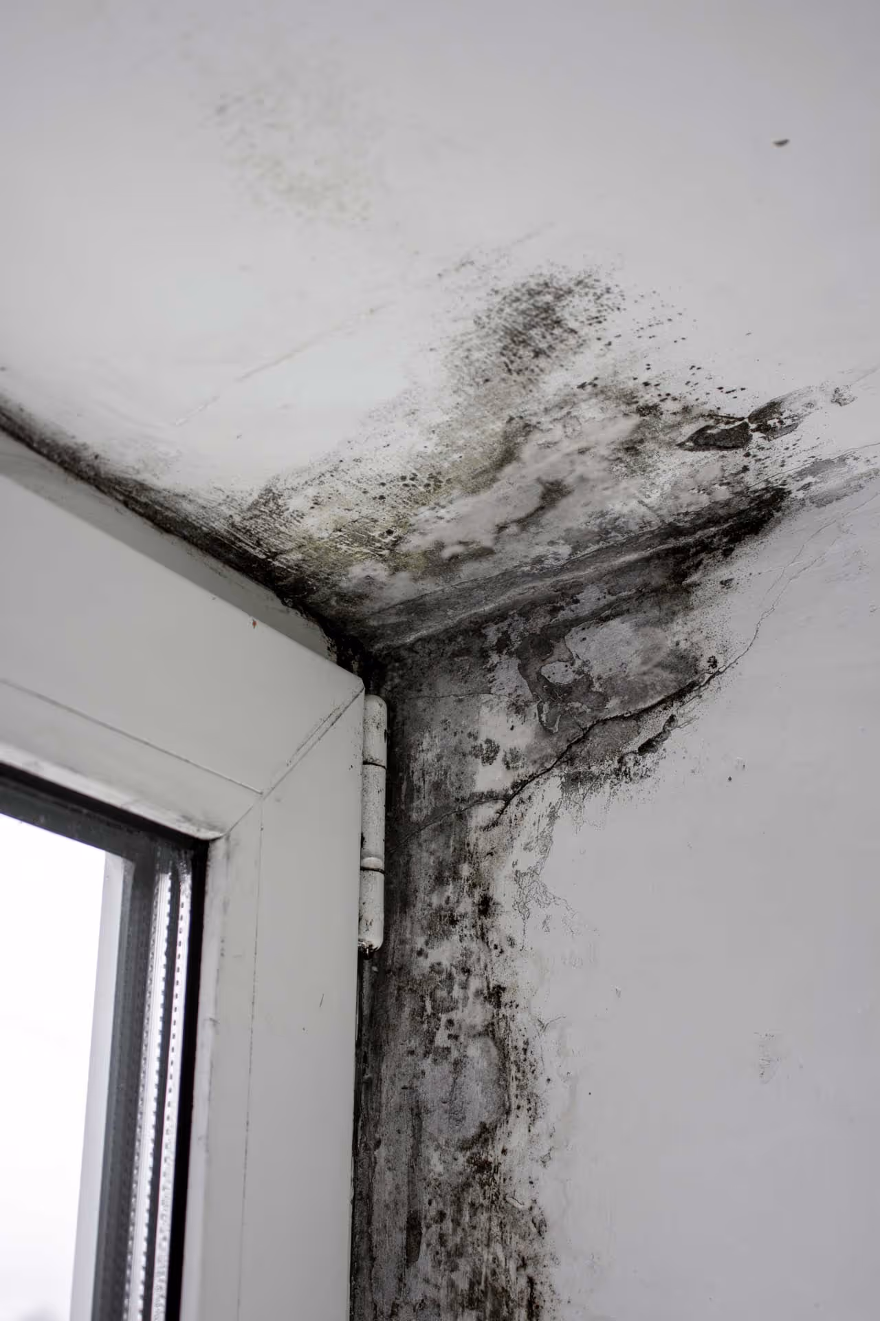 Mold growing on a corner of a white ceiling near a window.