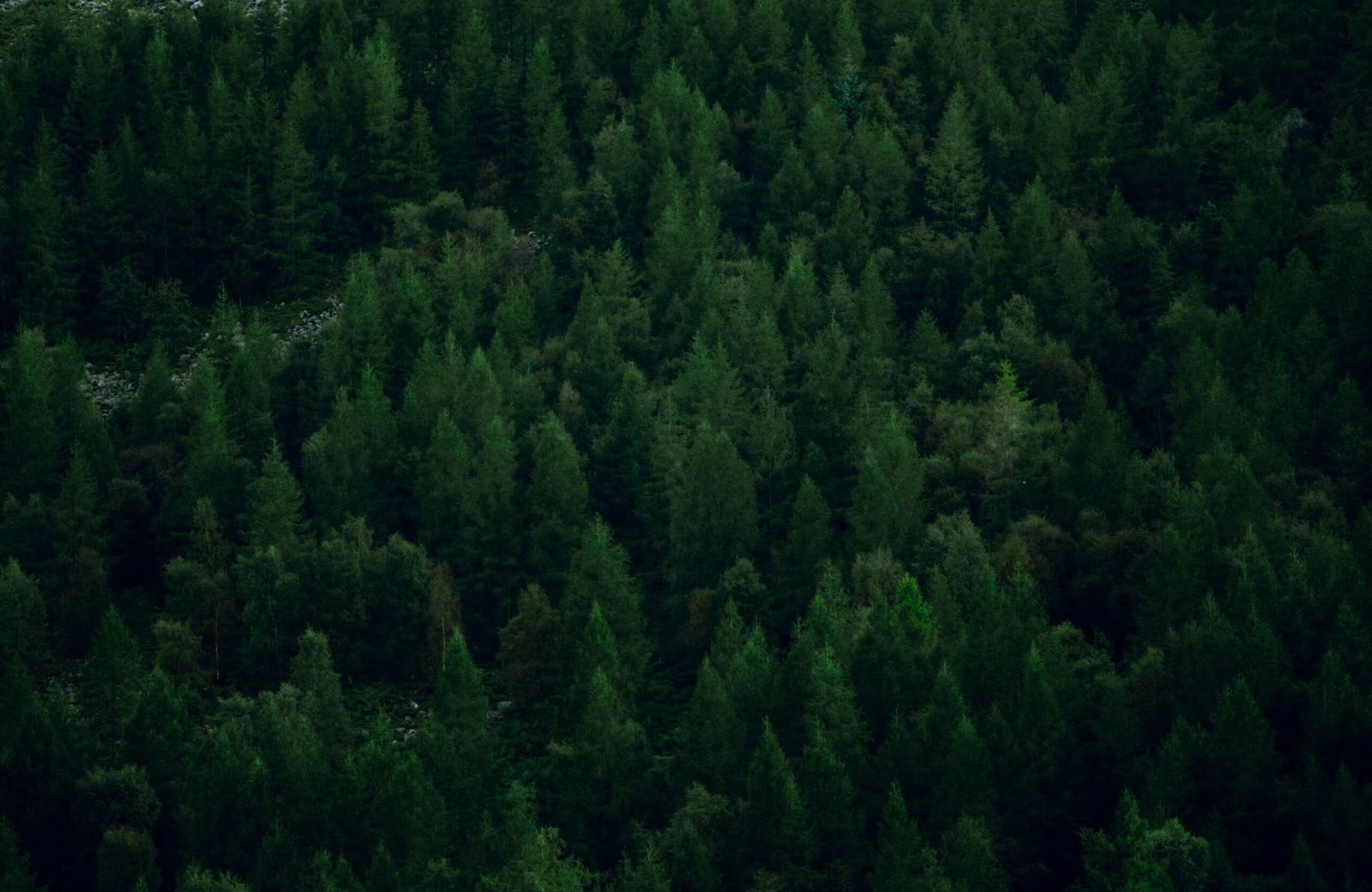 Dense forest with various shades of green pine trees covering a hillside.
