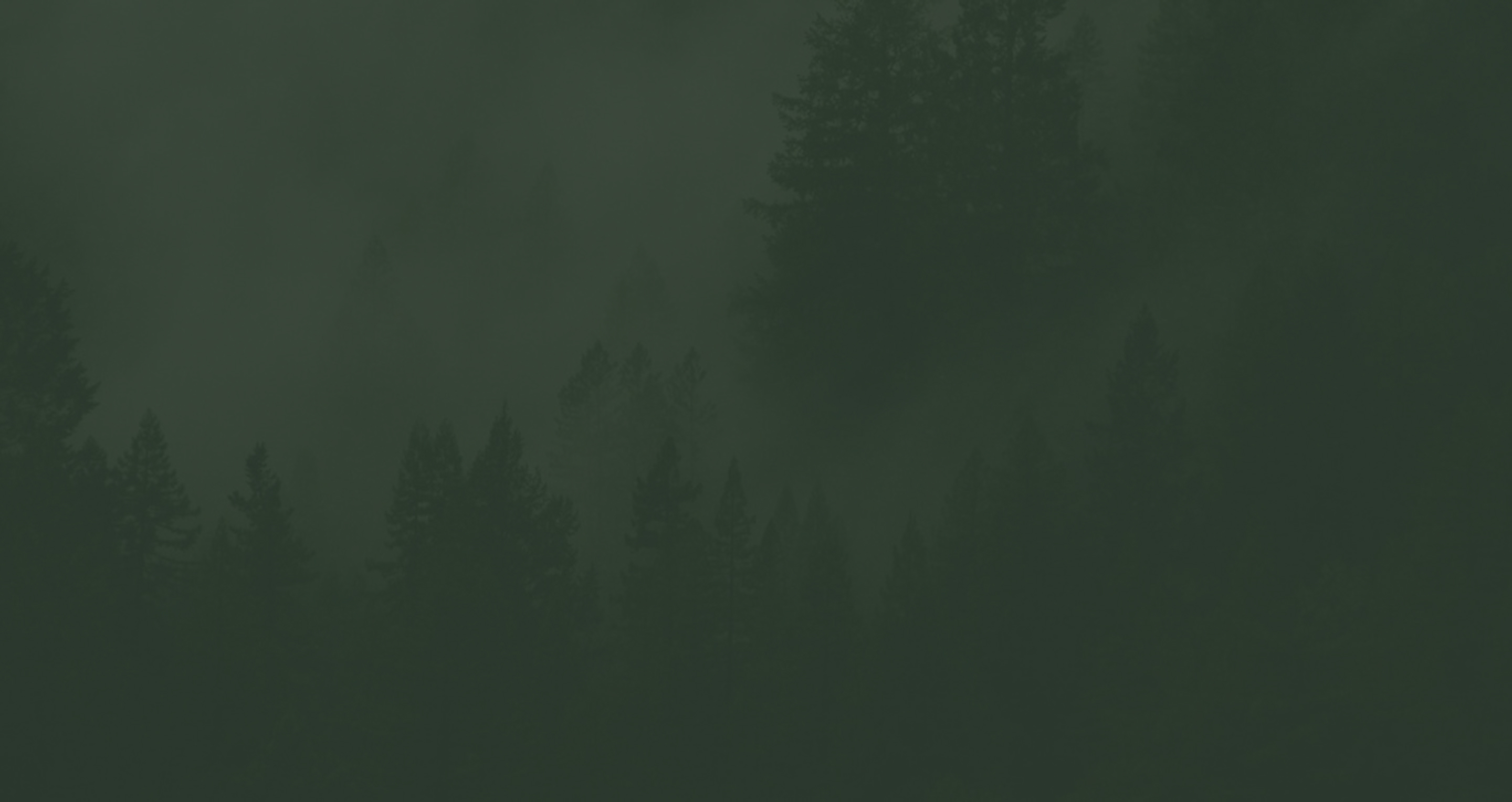 Dark green foggy forest with tall pine trees fading into the mist.