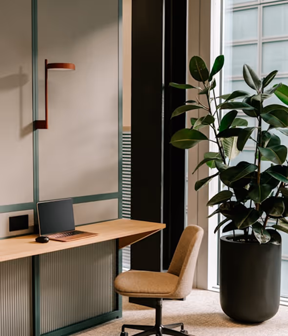 Minimalist office corner with a wooden desk, a laptop, a brown office chair, and a large potted plant near a window.
