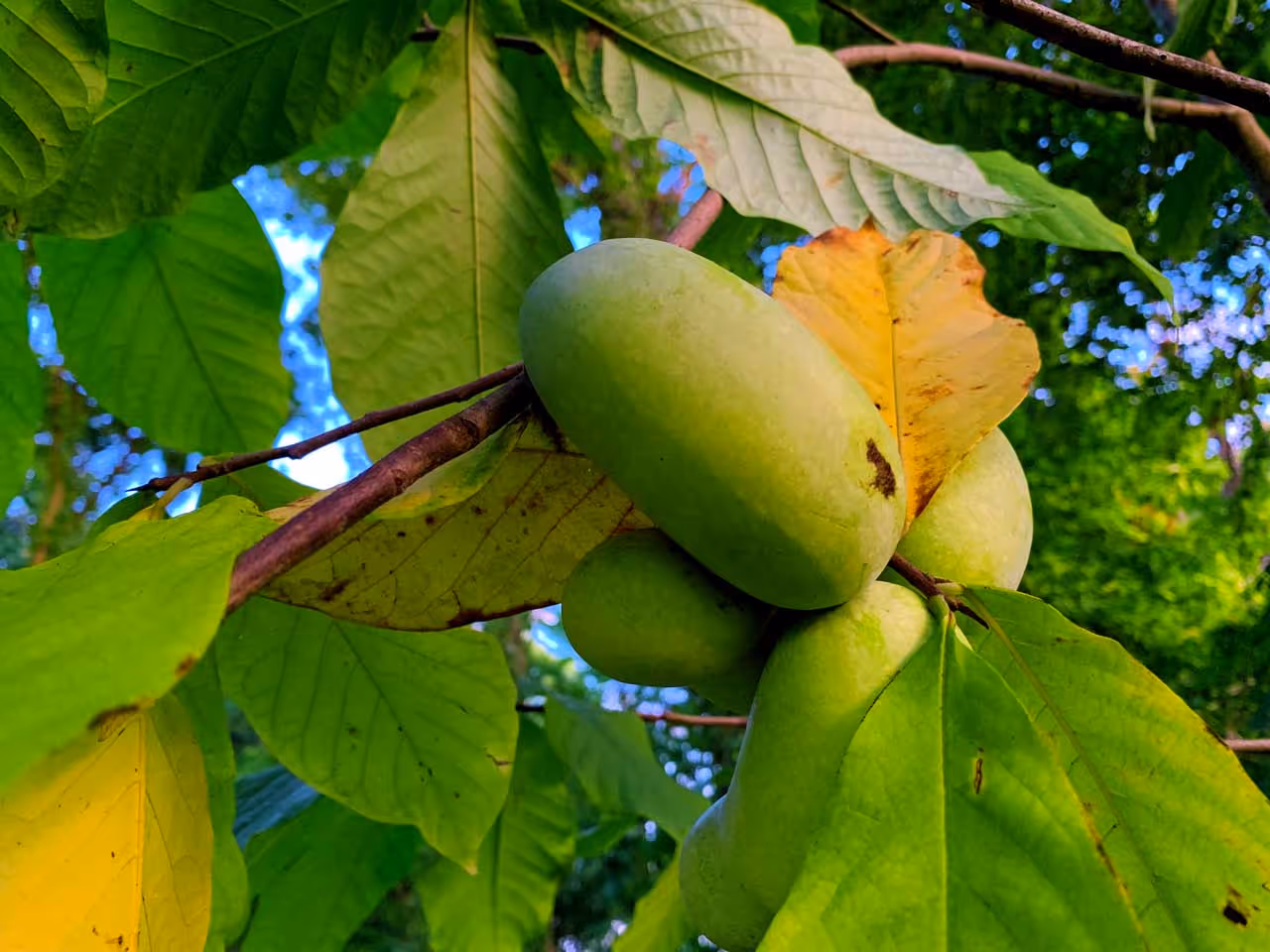 PawPaw Bare Root Trees