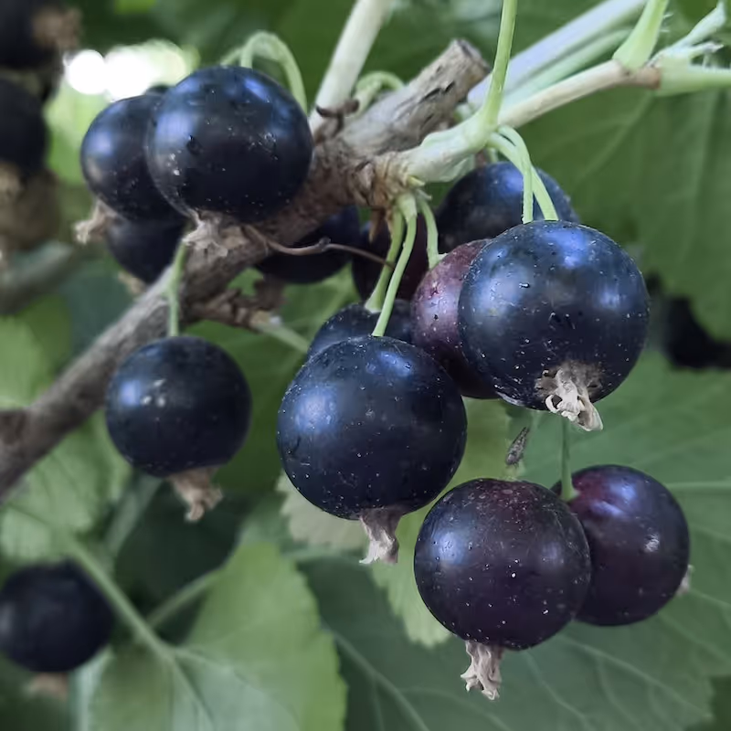 Close-up of ripe black currant berries hanging on a branch with green leaves in the background.
