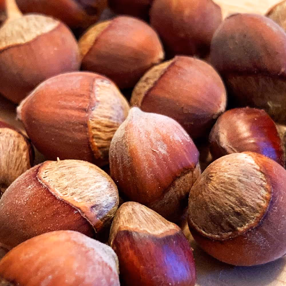 American Hazelnut Bare Root Plants