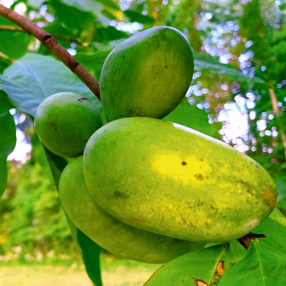 Pawpaw Bare Root Tree Seedlings