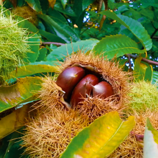 Hybrid Chestnut Tree Bare Root Seedlings