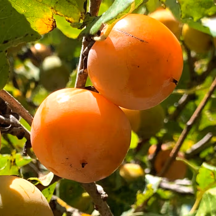 American Persimmon Bare Root Tree Seedlings