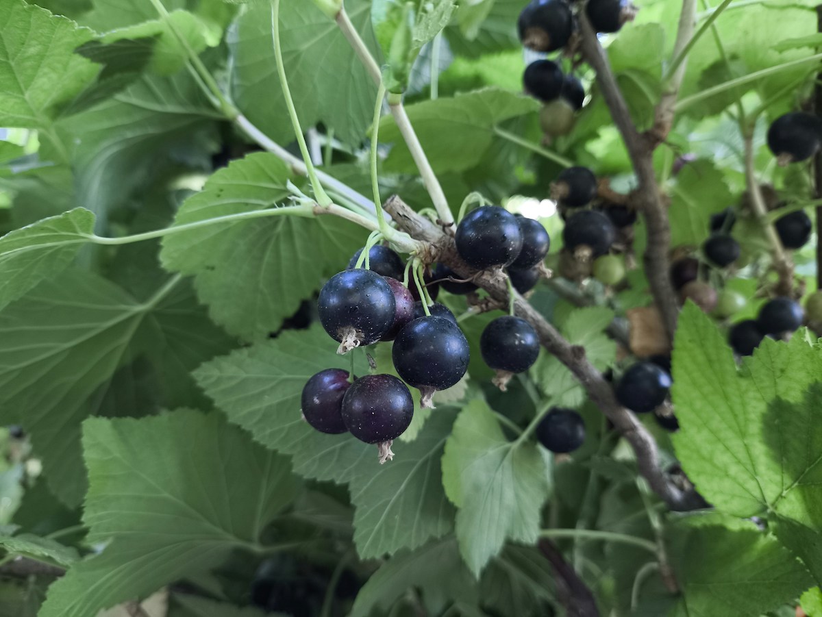 Ribes nigrum ‘Freedom’