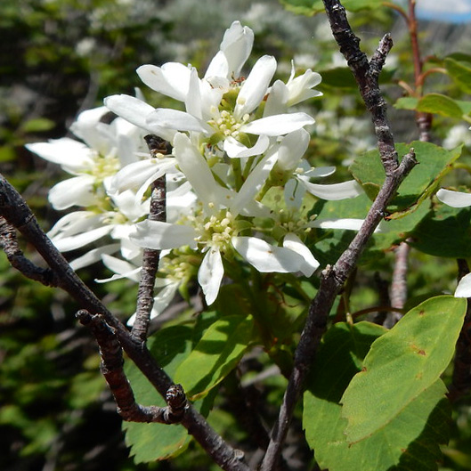 Regent Serviceberries are the best tasting cultivar of this species