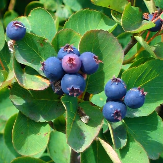 Regent Serviceberry Bare Root Shrubs for Sale