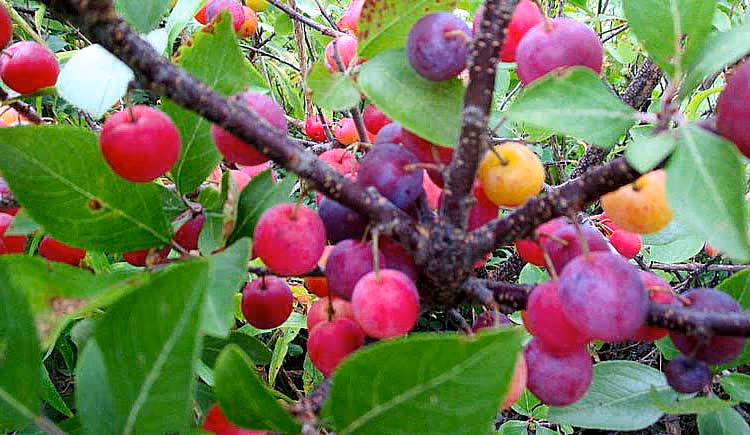 American Plum trees can fruit in two to three years