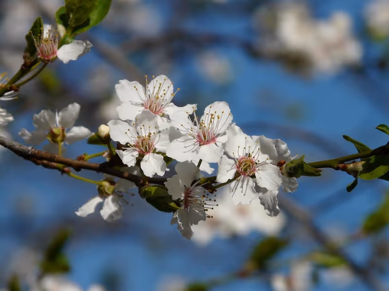 Prunus americana