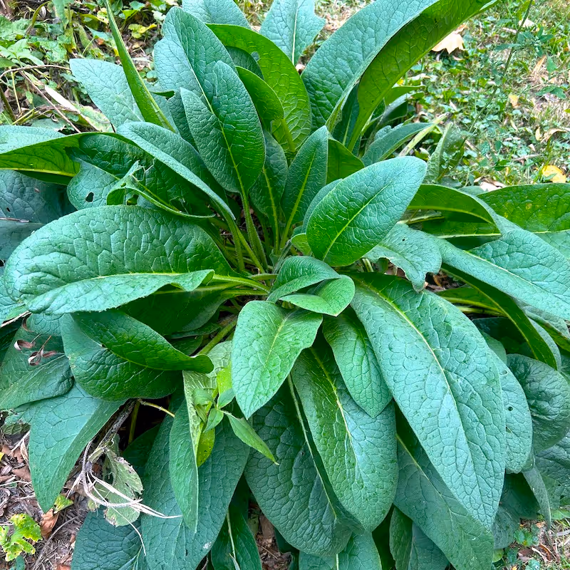 Comfrey Symphytum X Uplandicum 'Bocking 14'