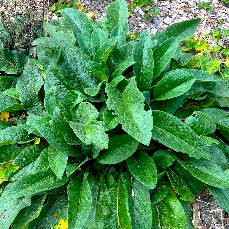 Bocking 14 Comfrey leaves ready to be harvested for compost or livestock feed