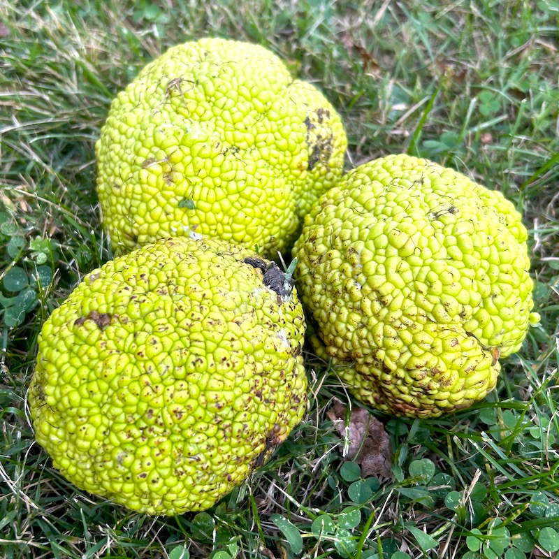 Bare Root Osage Orange Trees – Premium Firewood, Coppice, and Living Fence