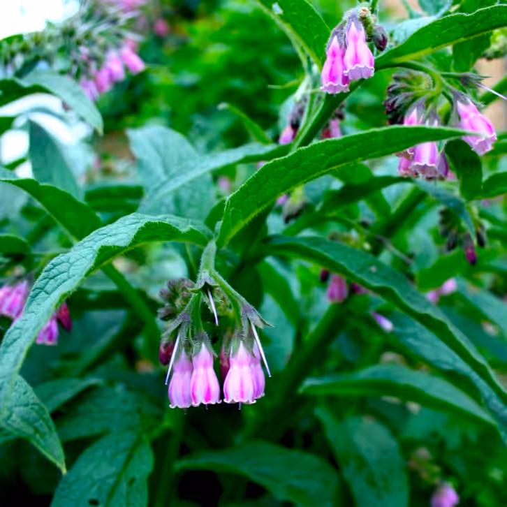 Bocking 14 Comfrey Root Crowns & Cuttings – Premium Forage & Fertility for Your Farm