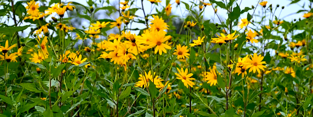 Helianthus tuberosus