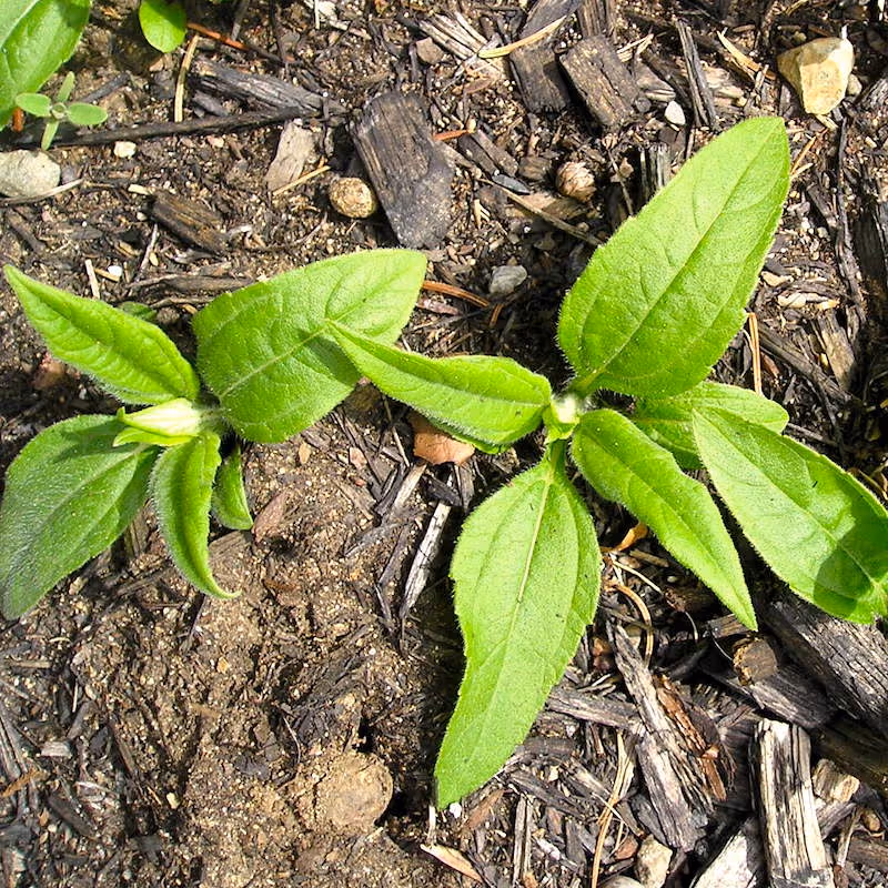 Jerusalem Artichoke plants beginning to emerge in early spring