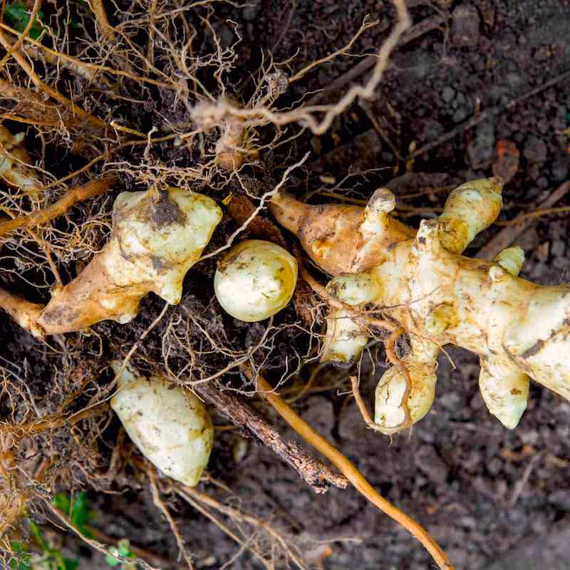 Jerusalem Artichokes are harvested in very late fall after frost