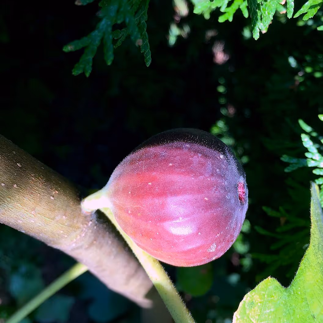 Chicago Hardy Fig Tree - Sweet, Cold-Hardy Fig Variety