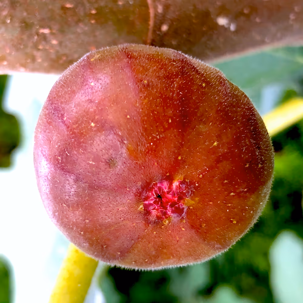 Ripening purple Chicago Hardy Fig in cold climate