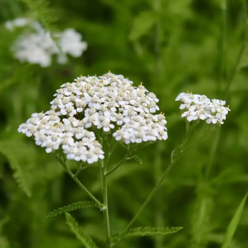 Yarrow Root Cuttings – Native Medicinal Plant for Edible Landscapes & Food Forests