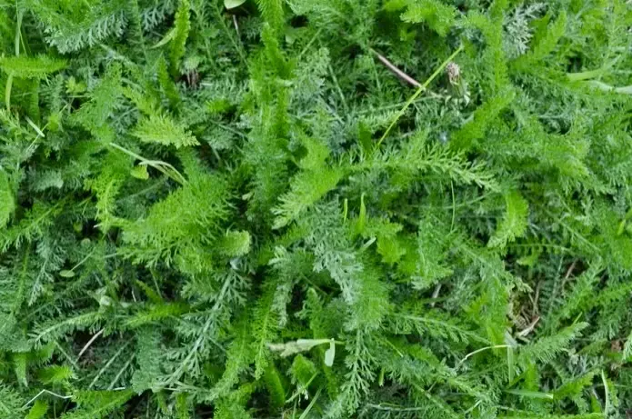 Common yarrow leaves are great nutrient accumulators for edible landscaping 