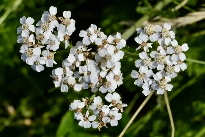 Common Yarrow Flowers attract many pollinators and beneficial insects to food forests and orchards