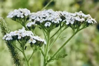 Achillea millefolium