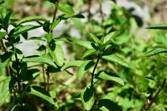 Peppermint as a ground cover can repel deer from orchards and edible landscapes