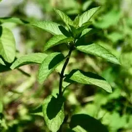 Bare Root Peppermint Plants for Sale – Beyond-Organic Culinary & Edible Groundcover