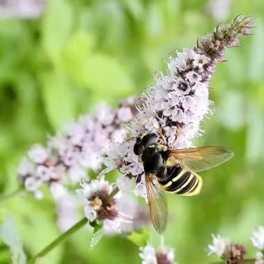 Peppermint attracts bees and beneficial insects to orchards and food forest systems