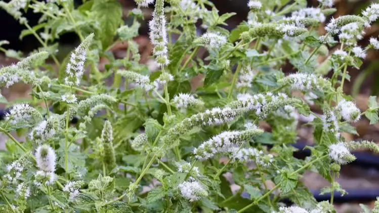 Mentha × piperita L.