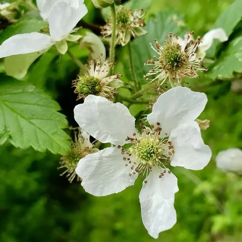 Black cap raspberry flowers attract many pollinators and beneficial insects in food forest systems