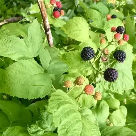 Black cap raspberries are very low maintenance perennial plants with edible berries