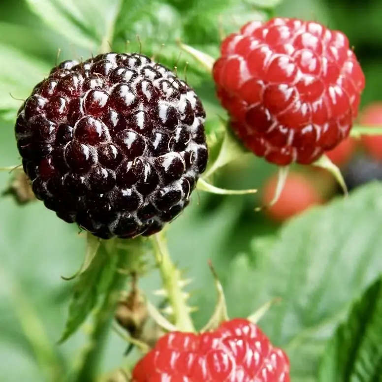 Native Raspberry Plants for Sale – Hardy Blackcap Raspberries (Bare Root)