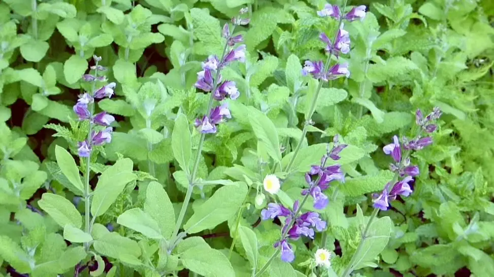Salvia officinalis