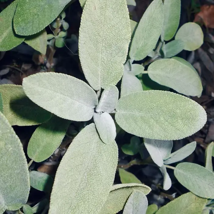 Sage can help detract deer in edible landscapes 